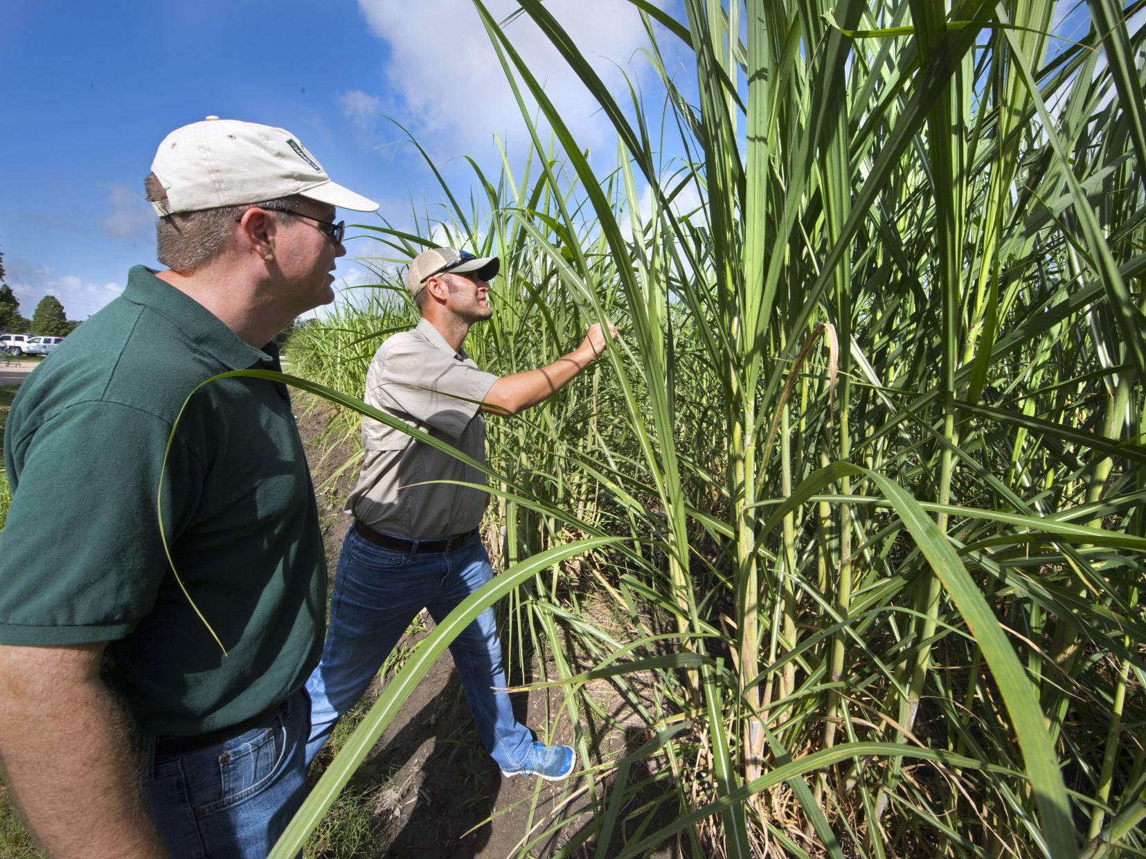 What is the title of this picture ? How Much Do Sugar Cane Farmers Make - Farmer Foto Collections
