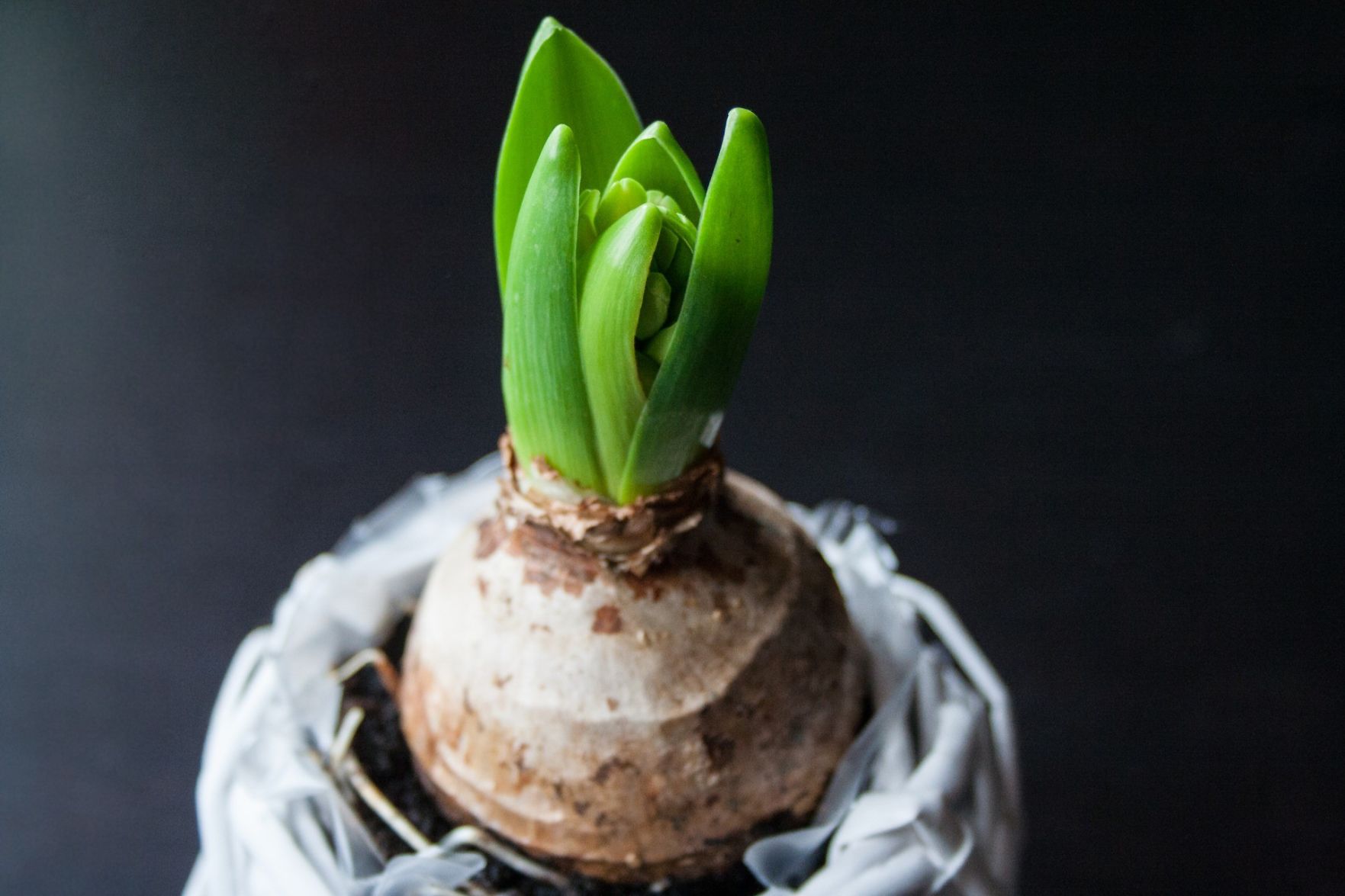 how do i store hyacinth bulbs for next year