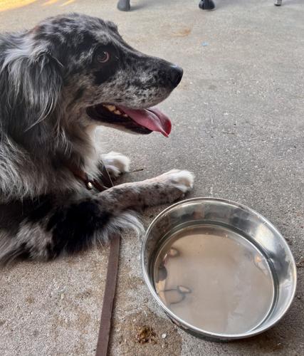 dog-friendly-restaurants-in-baton-rouge-entertainment-life