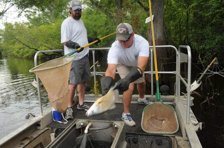 State environmental workers back out on Louisiana waters, catching fish for mercury testing _lowres