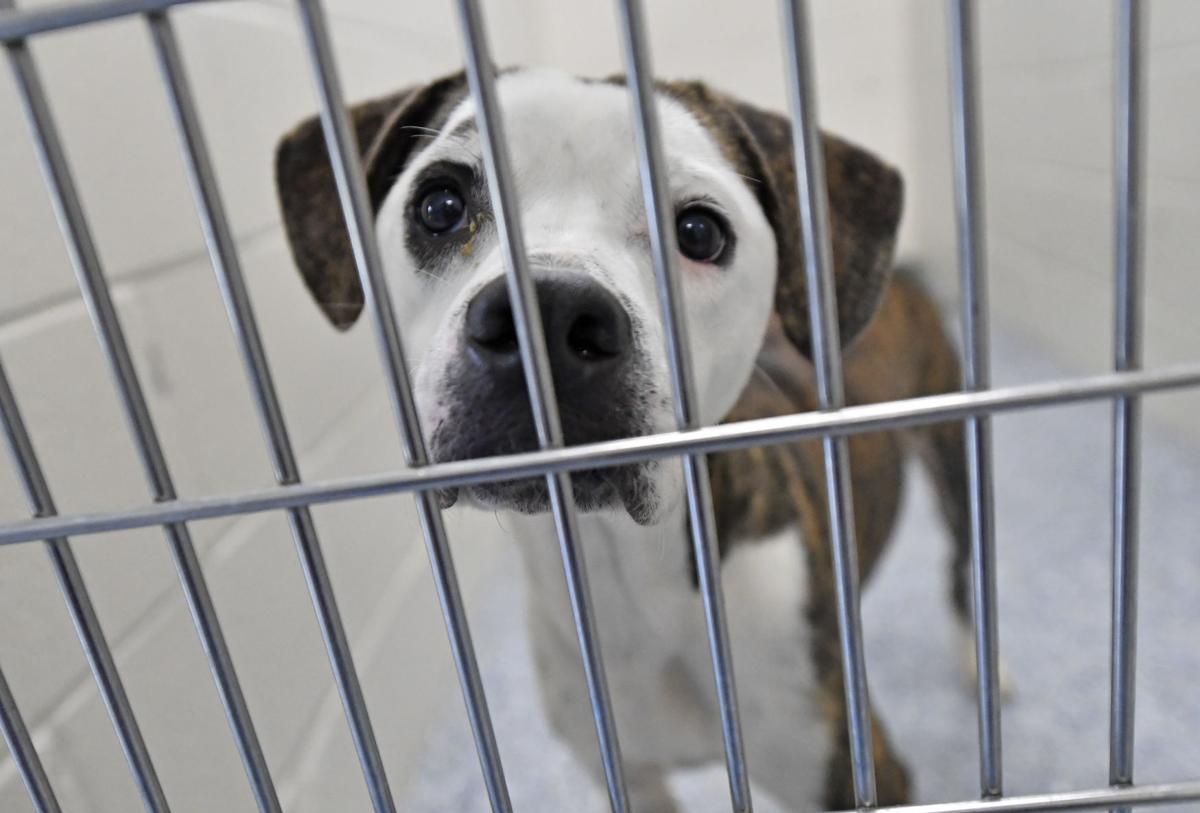 This Baton Rouge 'socially conscious' animal shelter increased the