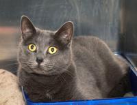 Cats Available Through Cat Haven Of Greater Baton Rouge On Jan 31