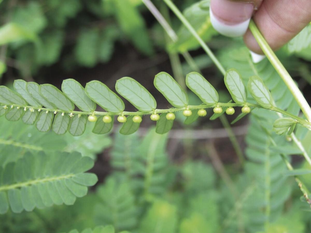 Look out for a weed called chamberbitter Garden