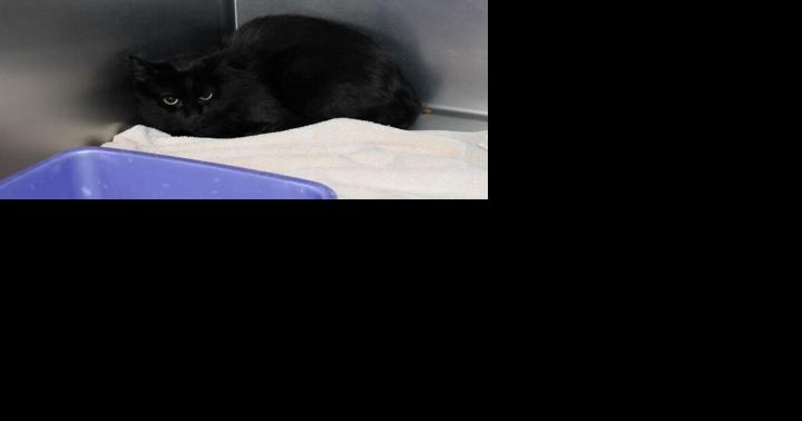 City agencies work together to rescue cats - Vimarsana News
