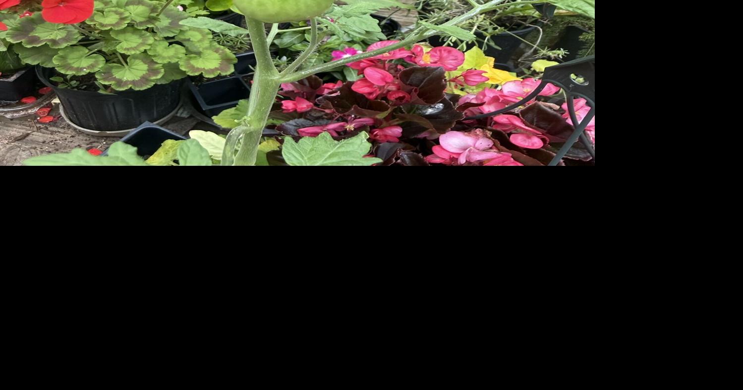 12 months of gardening