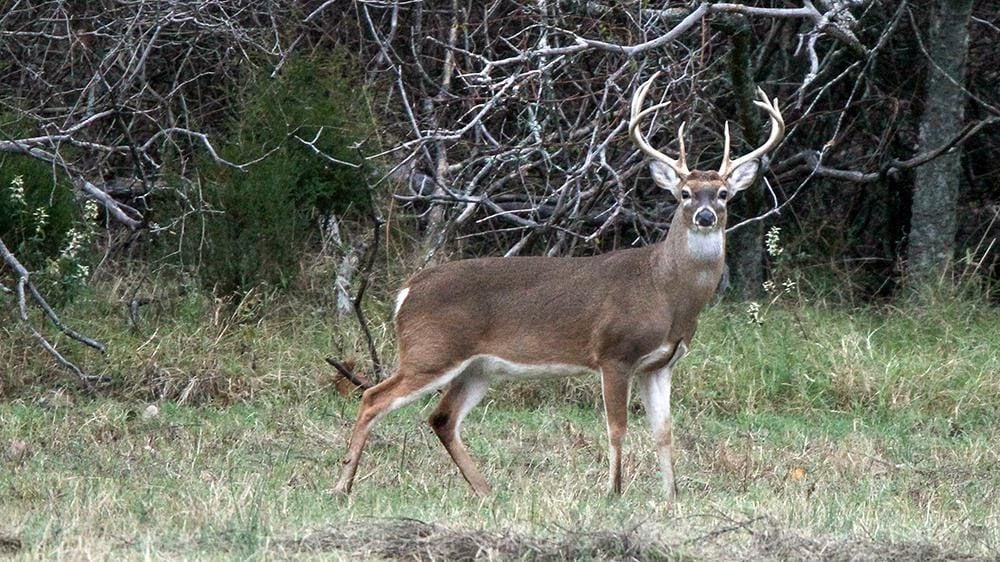 Leftover WMA Deer Hunt Permit sale begins July 14