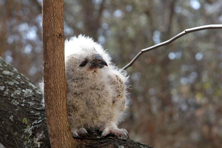 Unattended baby wild animals might not be abandoned | Unattended baby wild animals might not be abandoned |