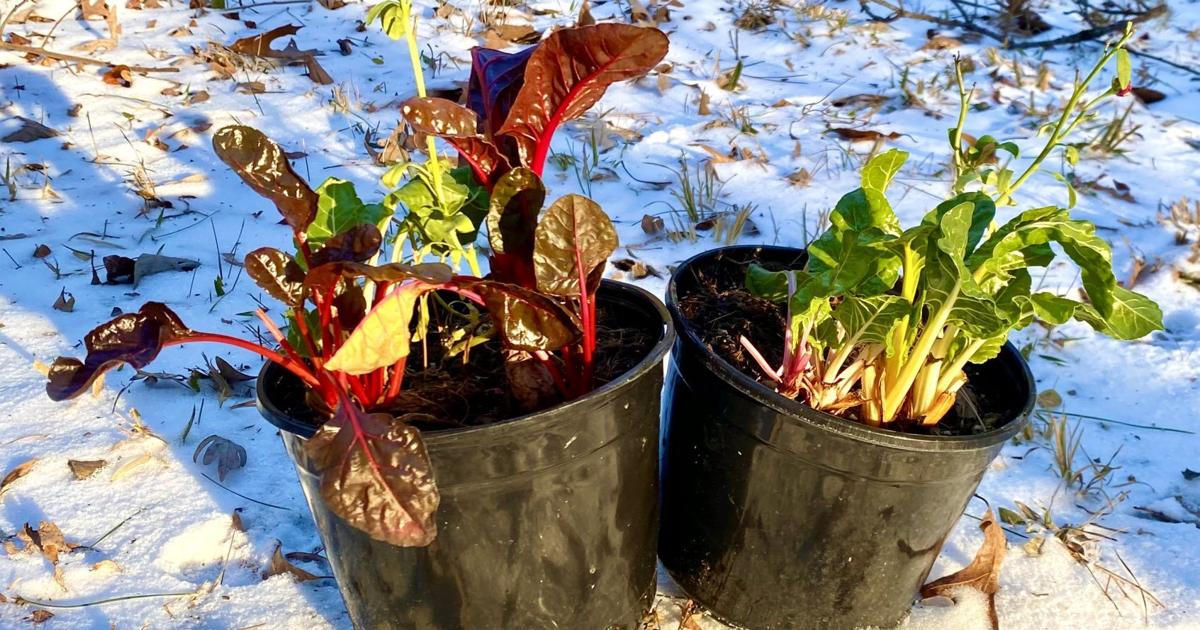 12 month of gardening | Vanburen 12 month of gardening | Vanburen