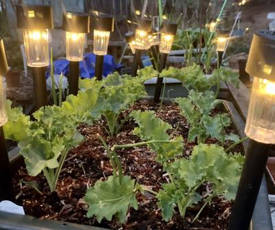 Garden kale