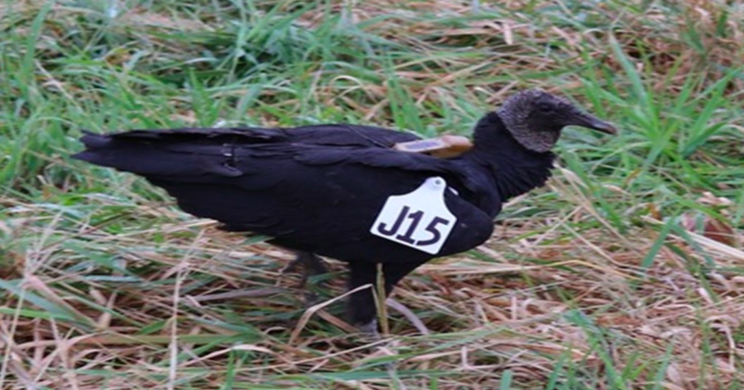 USDA black vulture study taking flight in Arkansas, Missouri - Vimarsana News