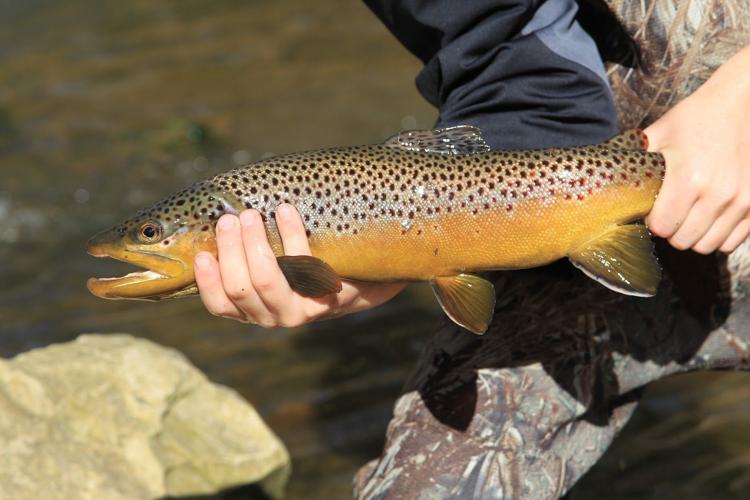 Little Red wild brown trout research enlightens with study of redds