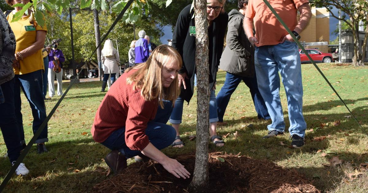 Fiddler Trees New Fiddler Tree dedicated in memory of Faril Simpson | News | thecabin.net
