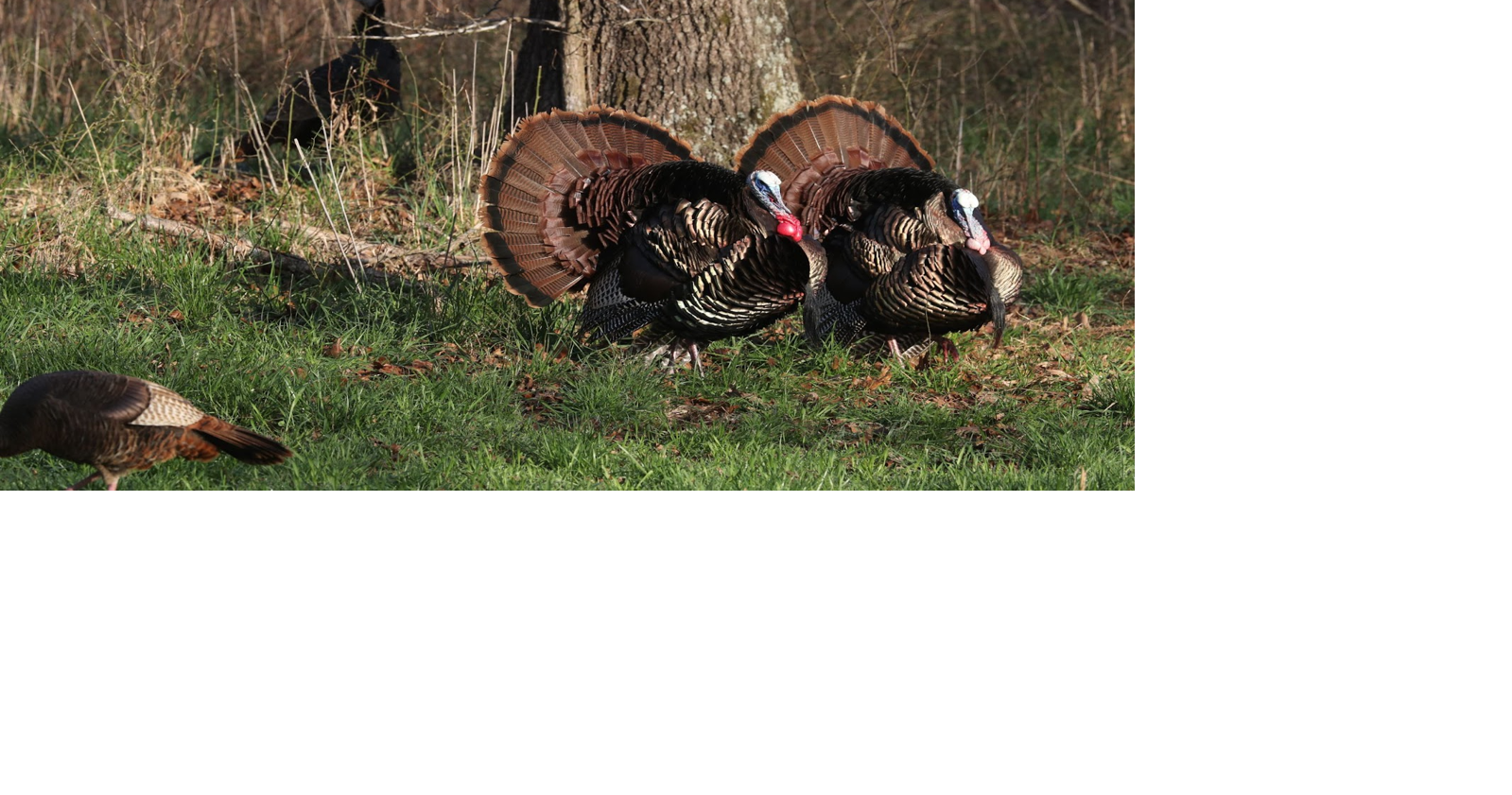 Annual turkey report offers insight into 2026 hunting season | News ...