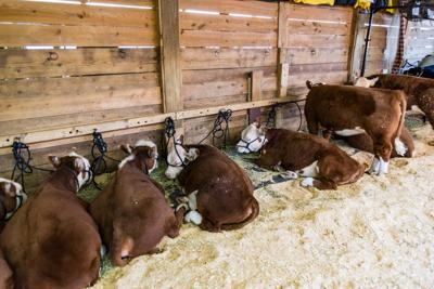 FILE - Dairy farm Maine milk cows