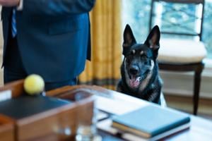 Biting spree by Biden’s dogs under investigation