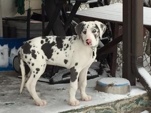 Advocates, opponents of Illinois bill regulating retail pet stores push their position