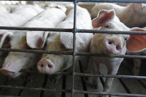 Illinois hog farmers feel the inflation heat