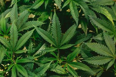 TCS - Marijuana plants, cannabis leaves Weed