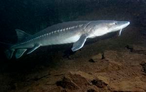 Illinois welcomes 11,000 endangered baby lake sturgeon