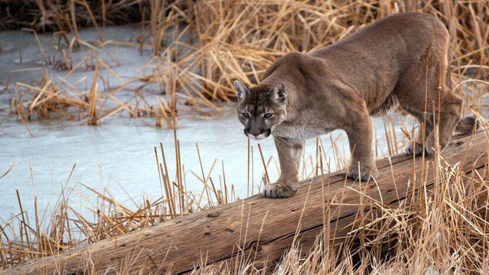 Group trying to get mountain lion hunting ban on Colorado's ballot