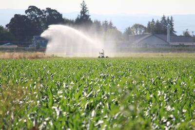 FILE — Oregon farm crops