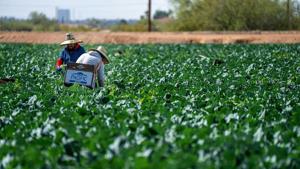 Supreme Court to hear migrant farm worker case