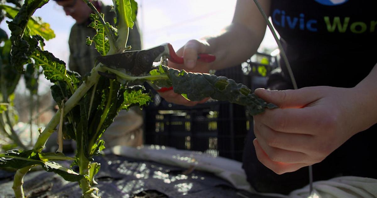 Colorado politicians applaud judicial pause to AmeriCorps cuts