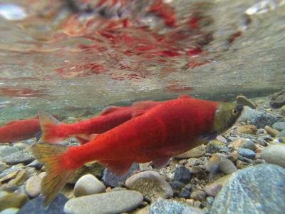 FILE – Kokanee salmon