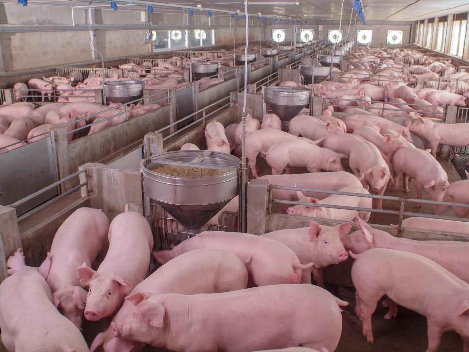 . Supreme Court to decide if California can tell farmers how to raise  pigs | National 