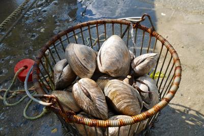 Massachusetts clams