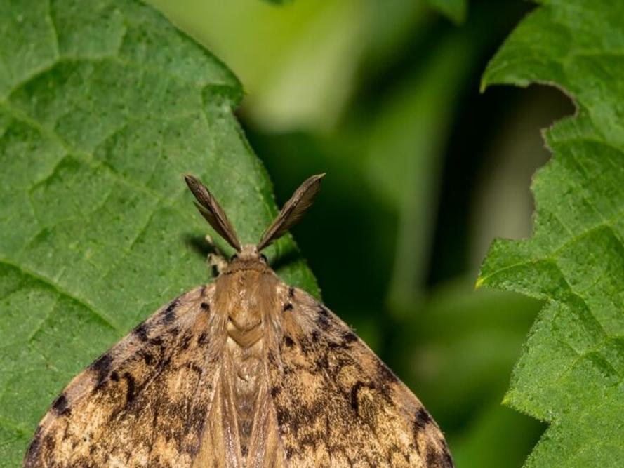 Annual spongy moth trapping to begin later this month