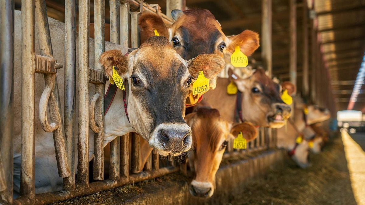 thecentersquare.com - By Benjamin Yount | The Center Square contributor - Wisconsin dairy groups cheer farm bill progress in D.C.