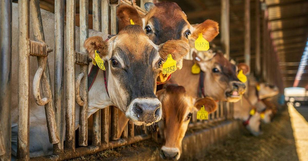 Wisconsin dairy groups cheer farm bill progress in D.C.