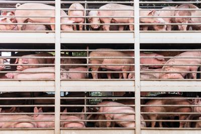 FILE - Pigs, pork, transport, truck, market
