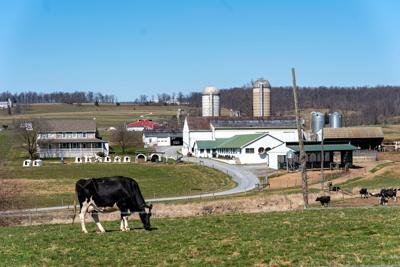 FILE - PA dairy, milk, farming 3-22-2021