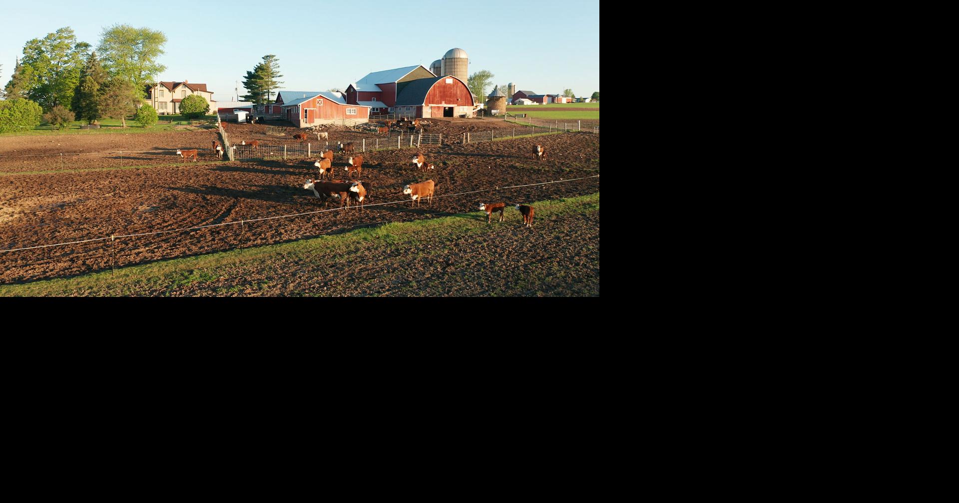 Drought conditions endangering Illinois soybean and corn crops