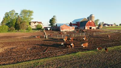 Farm, cows, red barn