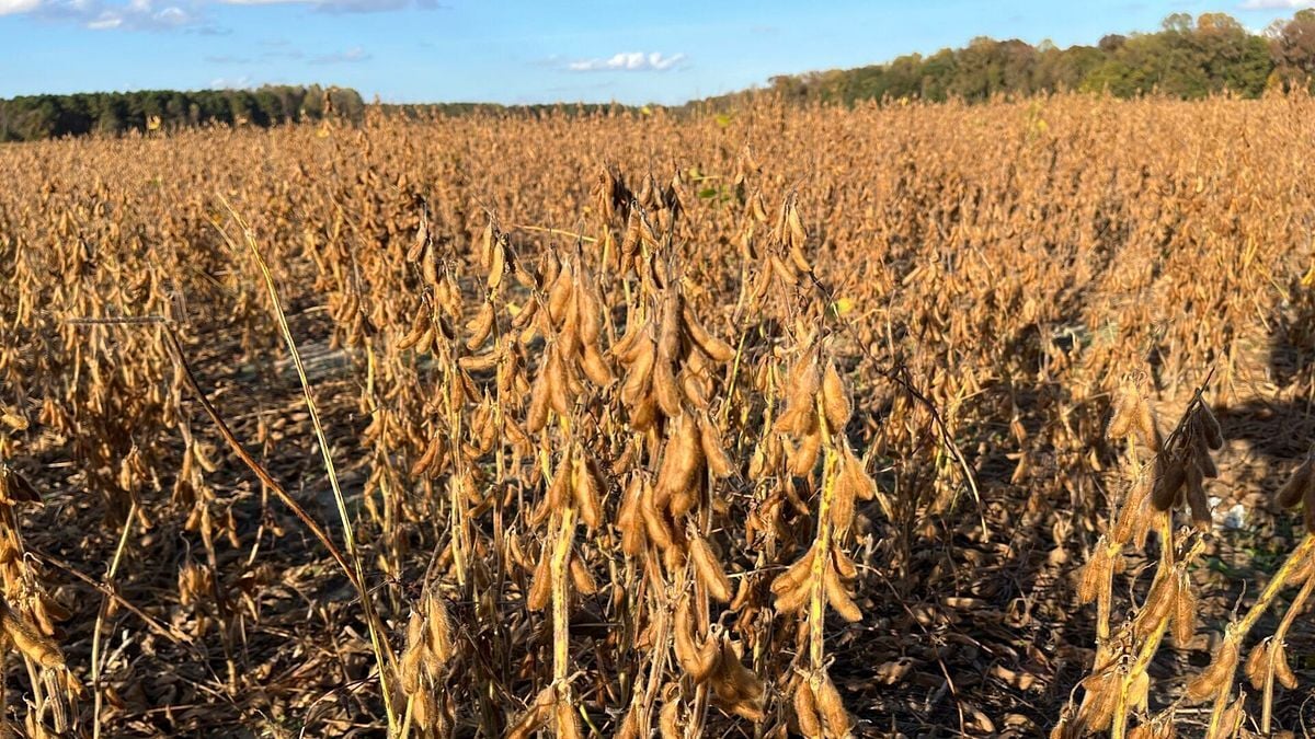 thecentersquare.com - Brett Rowland - China lags on $17B farm pledge as Xi visit nears tariff deadline