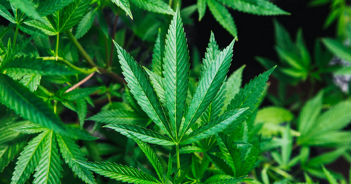 Virginia lawmakers defend cannabis budget language