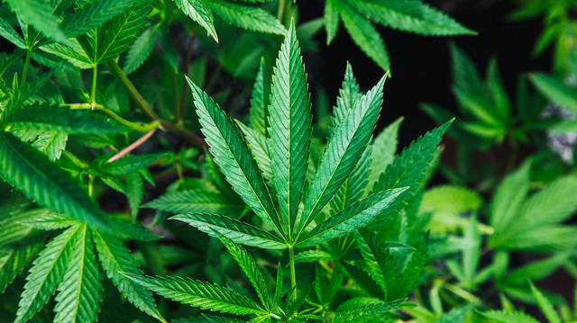 But nonprofit CEO says cannabis brings a high price tag of increased emergency room visits, impaired driving