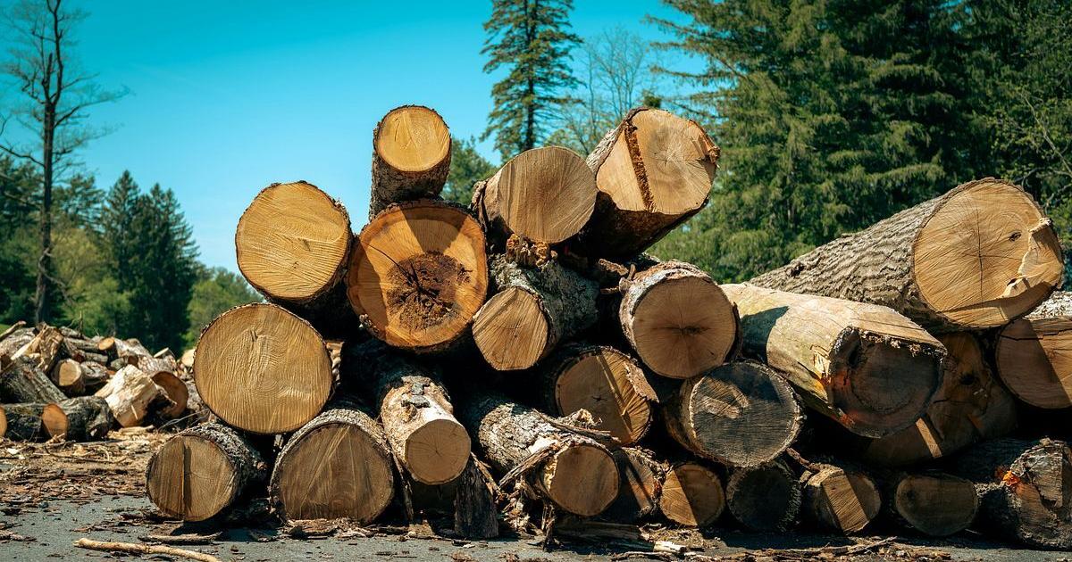 Maine lawmakers seek relief for tariff-battered timber industry