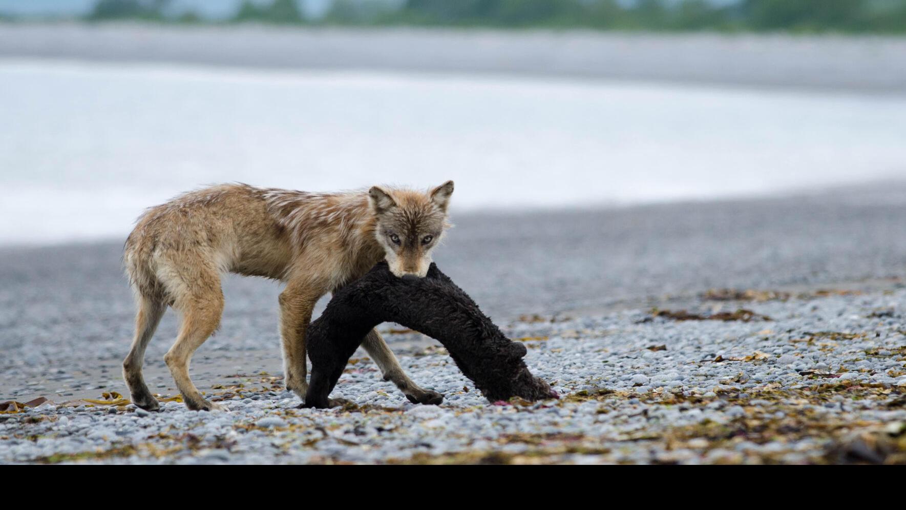 Misunderstood Mesos: Arctic Fox (Vulpes lagopus) - The Wolf Center