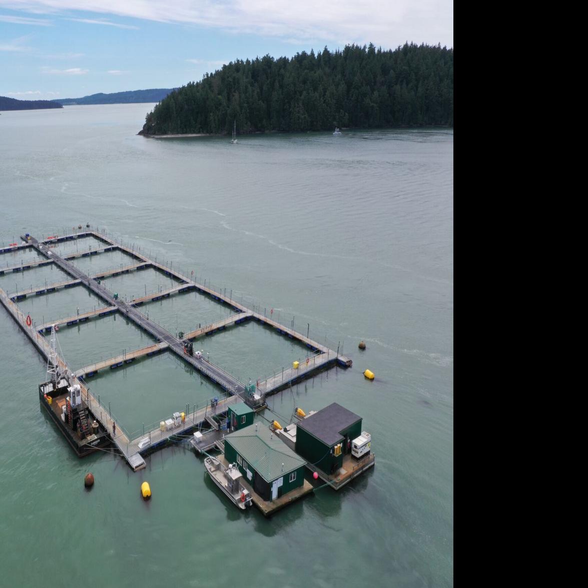 Ignoring science': Suit targets Washington fish farming ban, seeks