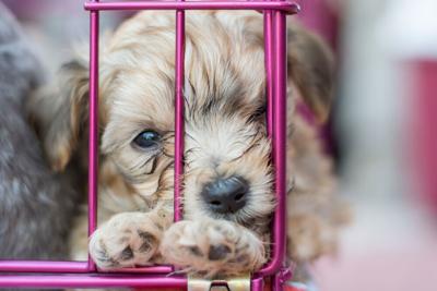 Sad Puppy at Animal Shelter Looking Through Fence for Rescue