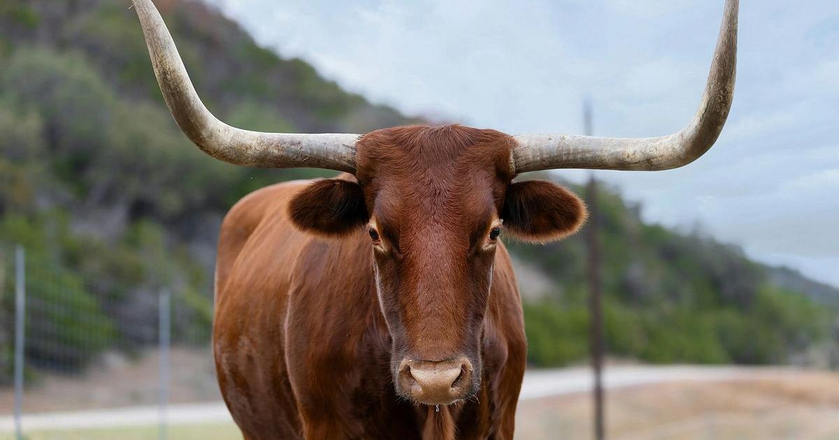 White House says Trump can protect ranchers while importing more beef