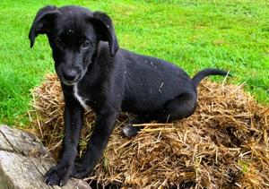 Dogs, cats and cows are the subject of legislation filed at the Illinois Capitol