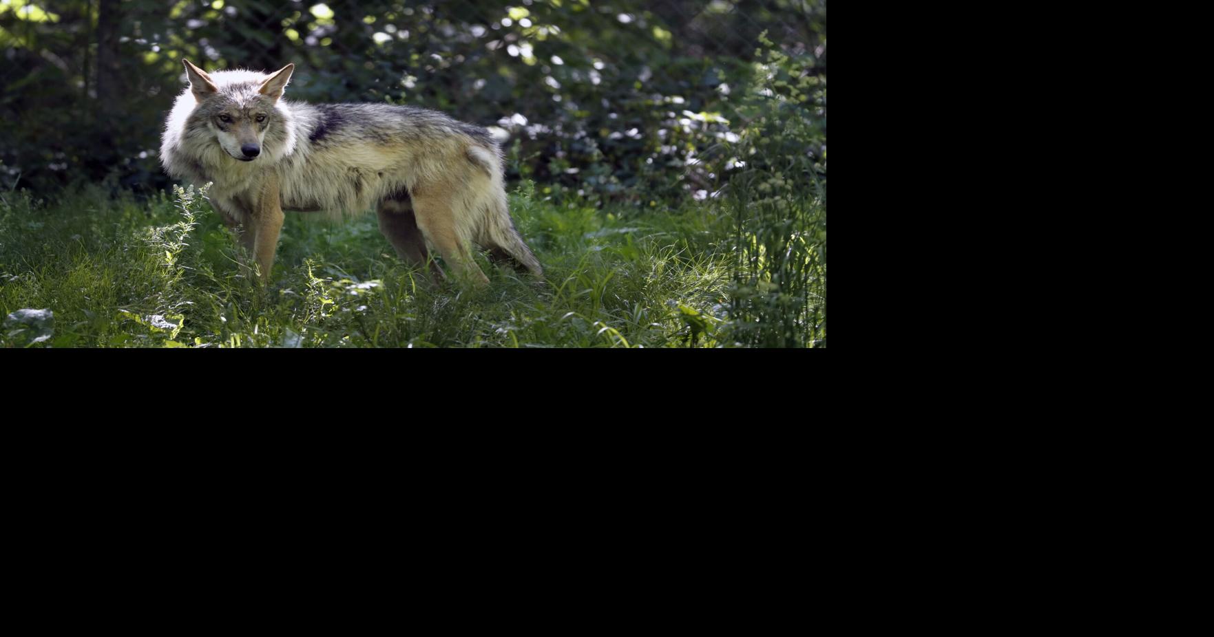 WDFW authorizes second hunt for Smackout wolves after continued cattle killings