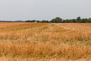 Deadline for cover crop incentives nears