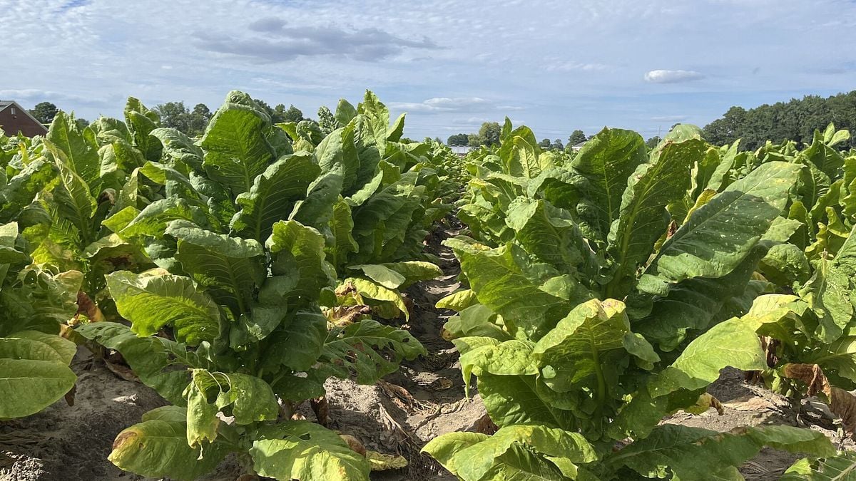 Report: Tariffs are $695M risk to North Carolina farmers