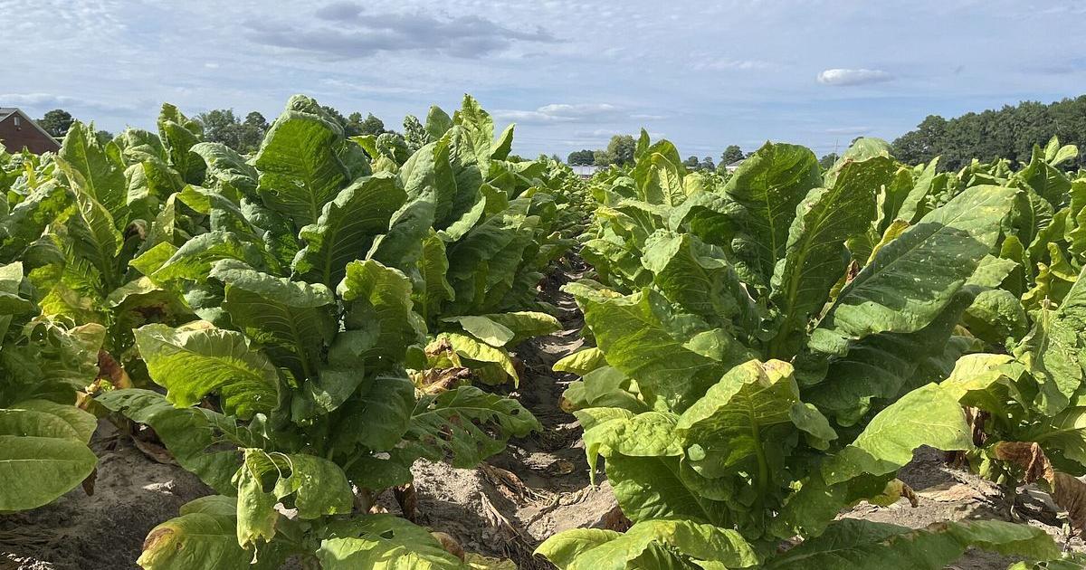 flue cured tobacco settlement 2024 update US 2024: A Crop That Couldn't Catch a Break flue cured tobacco settlement 2024